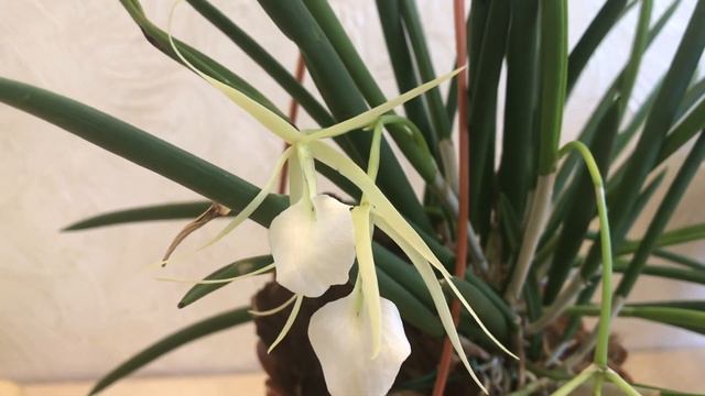 Брассовола. Brassovola Litle Star.