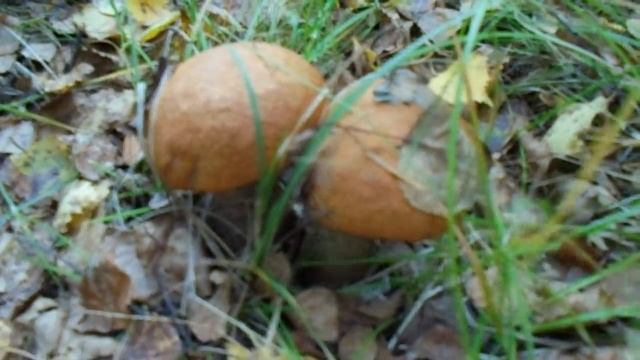 Свердловская область!!! УРАЛ!!! Подосиновик (осиновик, красноголовик) смотреть онлайн