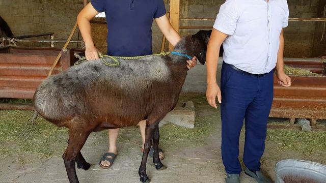 Овцы гиссарские и арашанские. Кыргызстан. Анвар Рустемов +77017224679(ватцап) смотреть онлайн