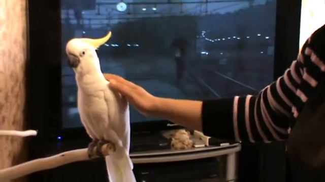 желтохохлый какаду кеша смотреть онлайн