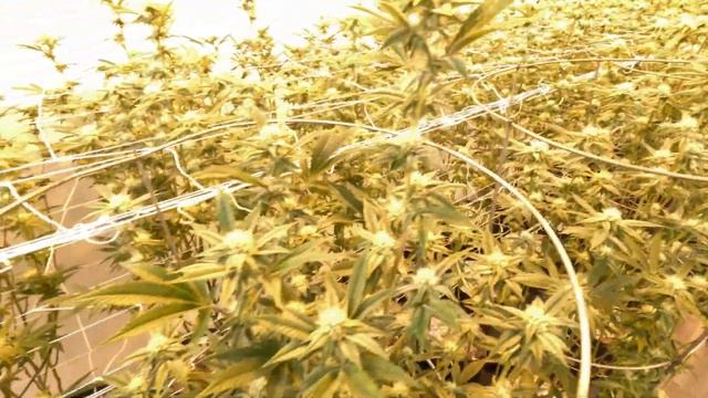 Трансляция номер 16 смотреть онлайн