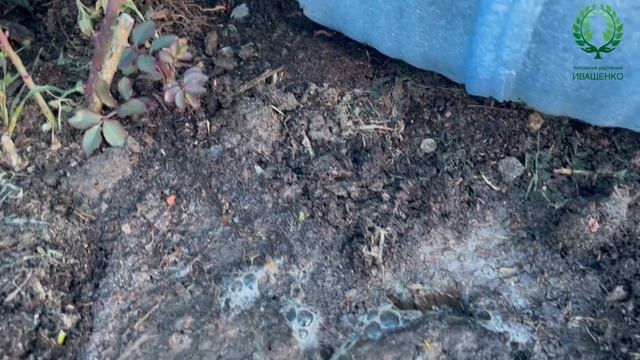 Посадка роз в снег. март 2022. Питомник ? и ? Е. Иващенко смотреть онлайн