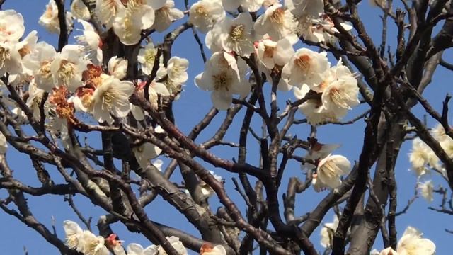 ВЕСНА УЖЕ БЛИЗКО. ПТИЦЫ ПОЮТ И СЛИВА ЗАЦВЕТАЕТ смотреть онлайн