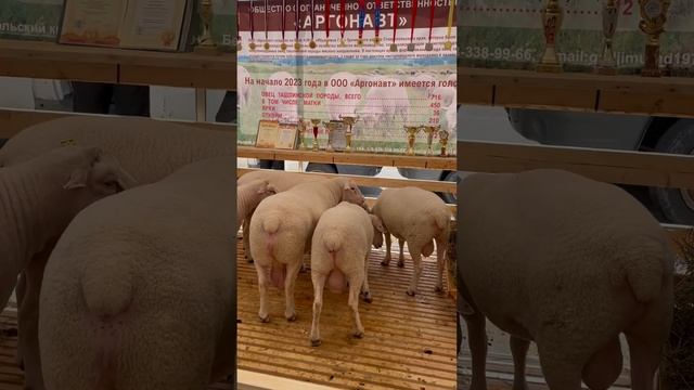 Ташлинская порода #овцы смотреть онлайн