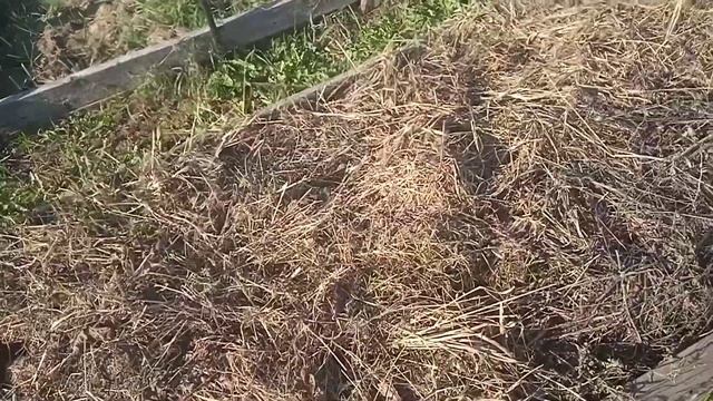 Жизнь в деревне. Посадка вишни, сливы. Сад. А кто-то ни одного дерева не посадил. смотреть онлайн