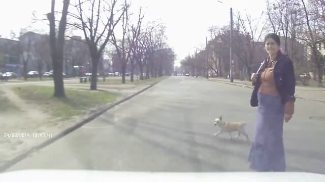 Дама с собачкой - животные на дороге смотреть онлайн