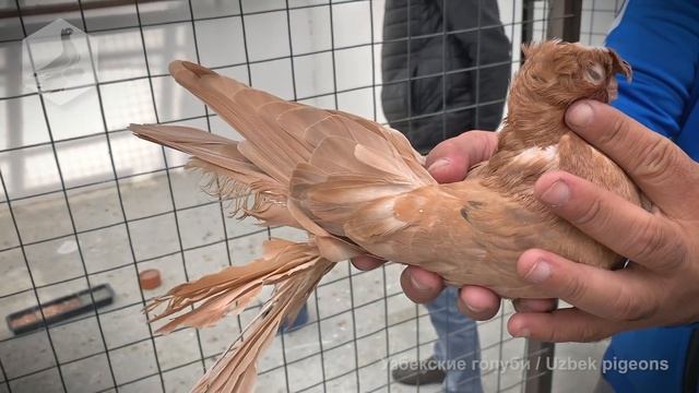 Узбекские двухчубые голуби Каканда и Намангана, октябрь 2021 / Uzbek Pigeons / Usbekische Tauben