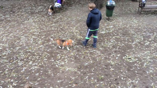Beagle Бигль смотреть онлайн