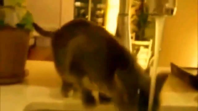 Смешные животные.Тест на психику,попробуй не засмеяться/funny animals смотреть онлайн