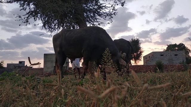 Mating kar rha he sultan 1 juti ke sath смотреть онлайн