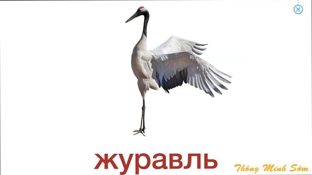 научиться говорить по русски - птицы. смотреть онлайн