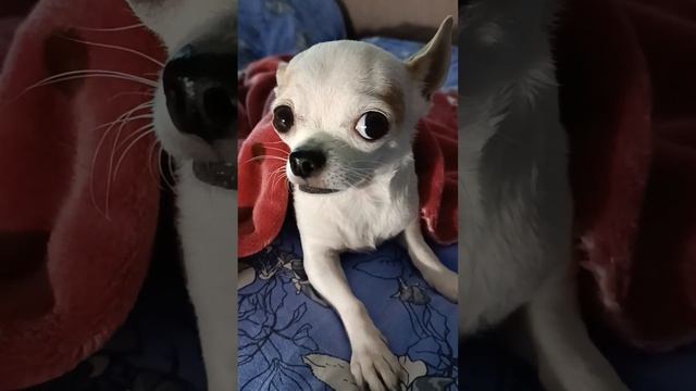 Маленькая красотулька? Little beauty смотреть онлайн