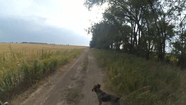 ОТКРЫТИЕ ОХОТЫ на УТКУ. ДИКИЙ ГОЛУБЬ. ПЕРЕПЕЛ. смотреть онлайн