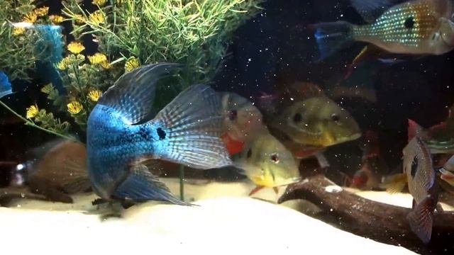Feeding time in 180G South American biotope tank смотреть онлайн
