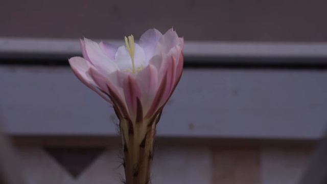 Кактус, цветок кактуса, цветение кактуса, эхинопсис, как распускаются цветы, раскрытие бутона смотреть онлайн