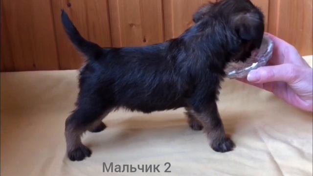 Щенки брюссельского гриффона. смотреть онлайн