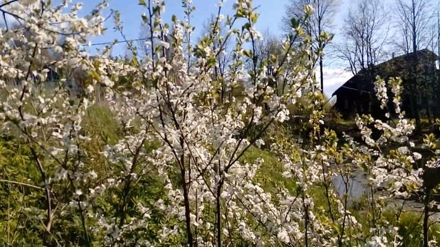 Весна, пчёлы и цветущий терновник... смотреть онлайн