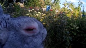 Лечение кроликов от Миксоматоза (закисшие глаза, шишки на ушах).