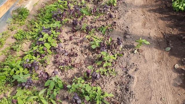 Готовим товар на рынок. Красный базилик погиб. Небольшой кусочек латвийского поселка в мае. смотреть онлайн