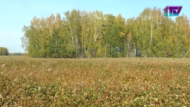 02.09.22. ТОО «Чистовский» засеяло в этом году порядка 16,5 тысяч гектаров смотреть онлайн