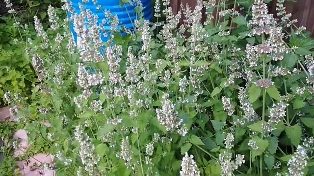 Котовник отличный медонос.