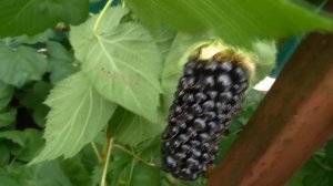 КОЛАМБИЯ ГИГАНТ - сорт ежевики, удивляющий размером ягоды.