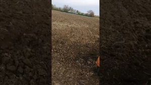 Посев суданки сеялкой СЗ-3.6 на сено.