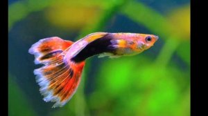 ПОЧЕМУ ПОГИБАЮТ ГУППИ