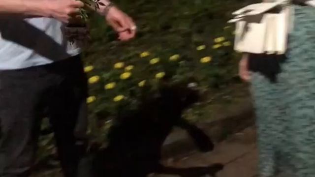 😻мило. смотреть онлайн