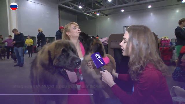 Международная выставка собак прошла в Москве смотреть онлайн