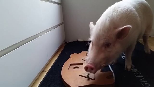 Гений среди поросят.