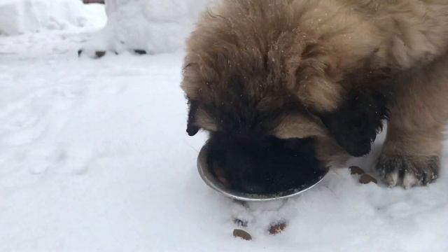 Щенок кавказской овчарки 2 месяца смотреть онлайн