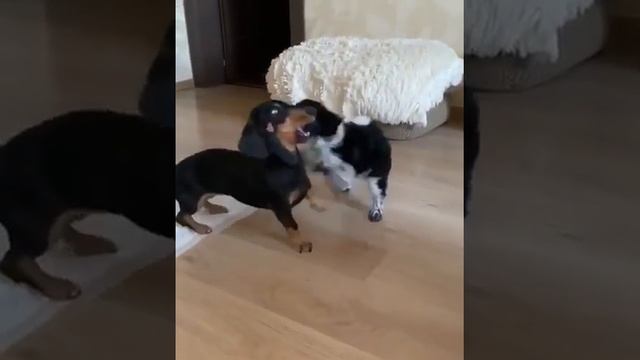 Щенок породы Шнауцер терьер играет с таксой смотреть онлайн