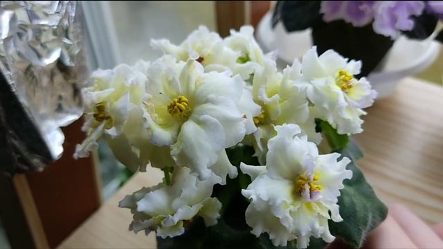 9 СОРТОВ ФИАЛОК С НАЗВАНИЯМИ.