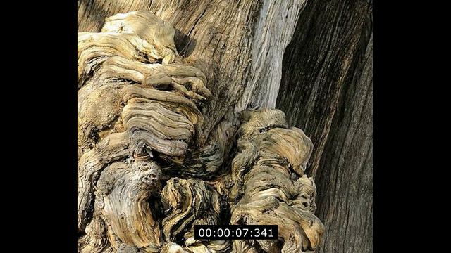 Найди кошку))) смотреть онлайн