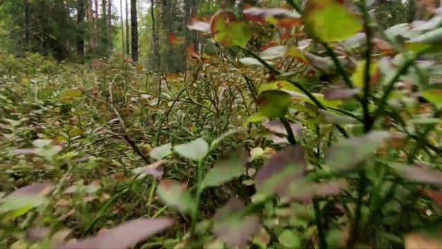 Лесная прогулка 16.08.2021 первый заход смотреть онлайн