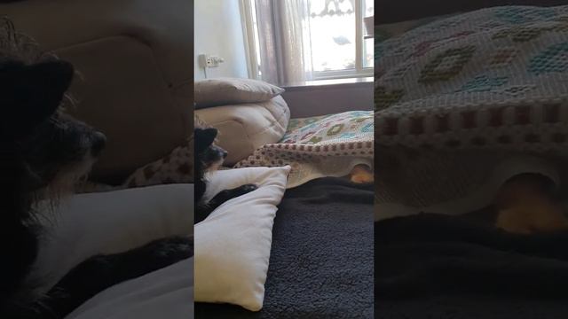 Кто не спрятался, я не виноват! смотреть онлайн