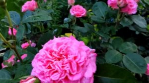 РОЗА ЭШЛИ Ashley, Tantau, 2014  Шедевр в моем саду