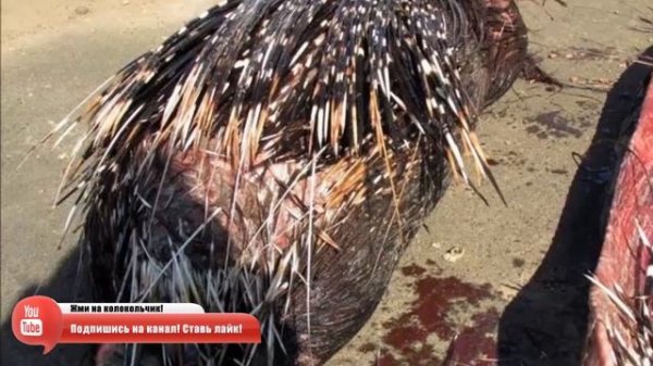 Эти Битвы Дикобраза Побили Все Рекорды / Дикобраз в Деле