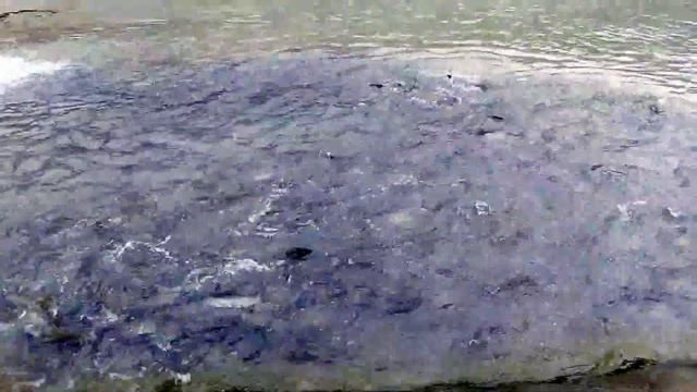 Форелевое хозяйство Сталина на реке Мчишта, Гудаутский район, Абхазия смотреть онлайн