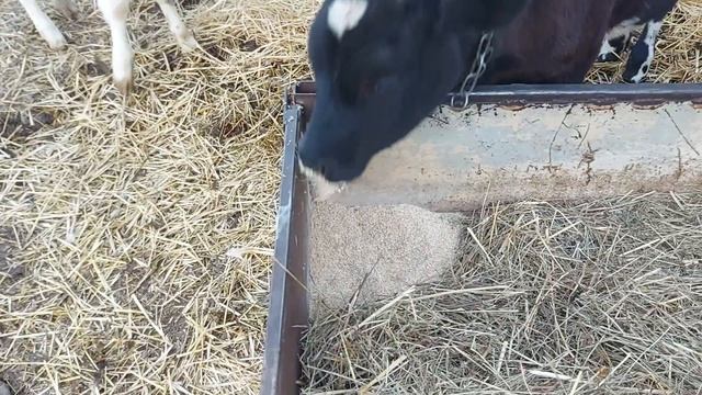 Кого родила НОЧКА?? как НАЗВАЛИ?? опять УТЯТА))) смотреть онлайн