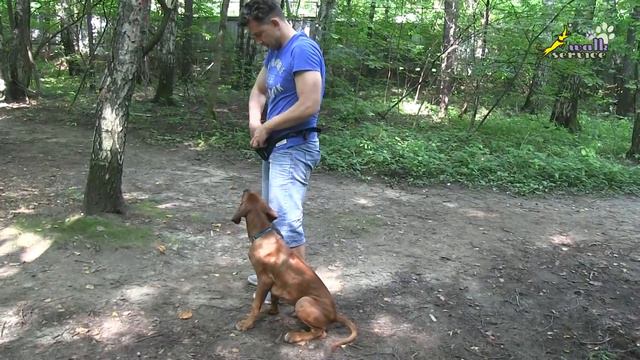 Команда рядом, обучение повороту налево на месте, щенок риджбек смотреть онлайн