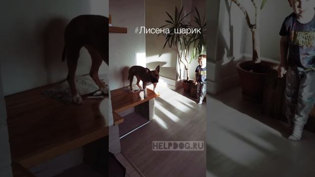 Возьми собаку из приюта!❤️ #СЧАСТЛИВЫЕ_ИСТОРИИ? смотреть онлайн