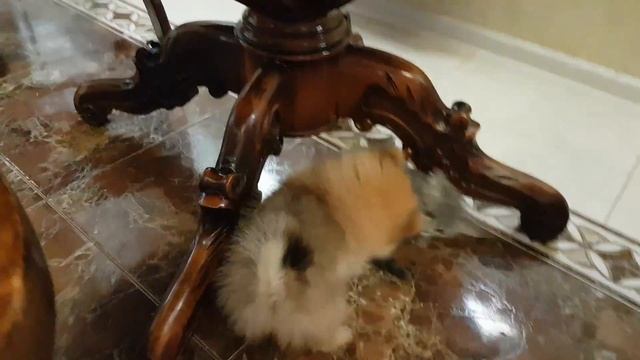 Котенок и щенок смотреть онлайн