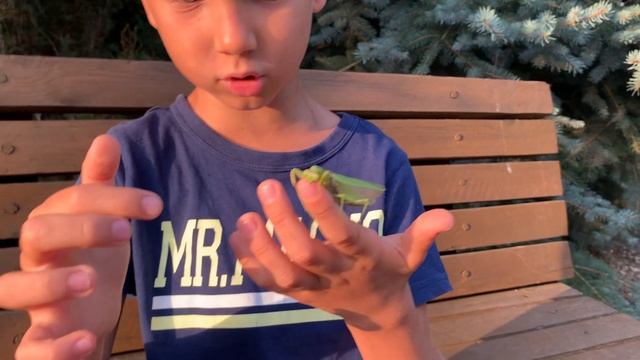 Богомолы кусаются сильно или нет? Укус богомола до крови смотреть онлайн