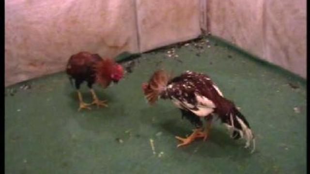 Rooster Fight 1
