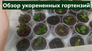Обзор укорененных гортензий разным способом. Укореняла метельчатые и крупнолистные.