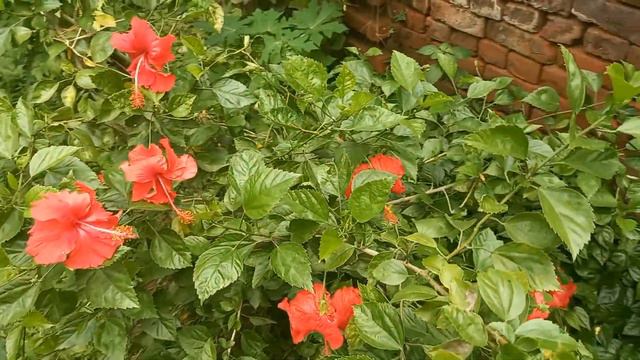 Hibiscus plant care || Desi red hibiscus/gudhal || गुड़हल की देखभाल смотреть онлайн