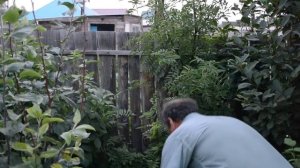 Грибное место 2, неожиданное продолжение, как собирать грибы на даче