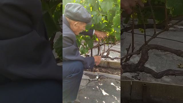 Андрей Демьянович у себя на винограднике(1) смотреть онлайн